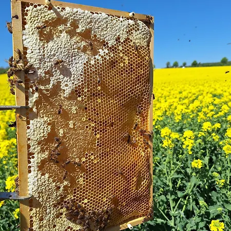 Bee House 펜션