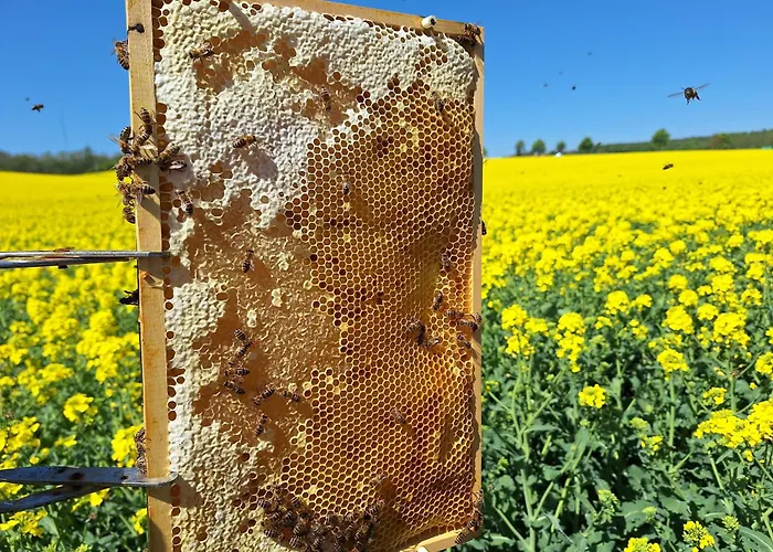 Bee House Holiday home